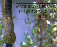 "Macroinvertebrados de las aguas dulces de Galicia". Marcos A. Gonz�lez y Fernando Cobo.